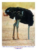 P�tros s hlavou v p�sku jako n�kte�� lid�